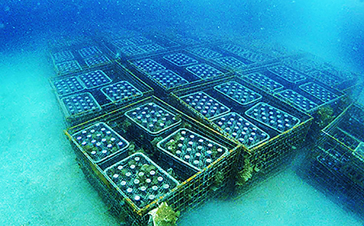 海底熟成ラッセンワイン　西伊豆浮島　海中ドルフィン（TYPE Bラベル） 海底貯蔵 ワイン 赤 ラッセン 酒 果実酒 ギフト お祝 贈答用 お中元 お歳暮 伊豆