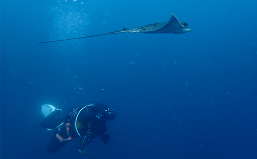西伊豆安良里2ボートダイビング(フルレンタル器材・昼食込み)