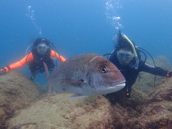 絶景ビーチで初めてのスキューバダイビング体験！☆写真無料プレゼント☆（黄金崎公園） マリンスポーツ アクティビティ ダイバー 体験 伊豆 海