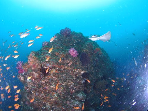 西伊豆 堂ヶ島の海でファンダイビング！２ボートダイブ！ マリンスポーツ アクティビティ マリンアクティビティ ダイビング ダイバー 堂ヶ島 海 体験 魚