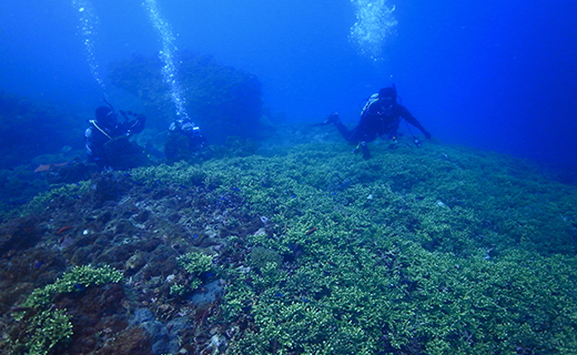 田子シーランドの「PADIライセンス講習！」 ダイビング 資格 取得 西海岸 伊豆 レンタル マリンアクティビティ マリンスポーツ