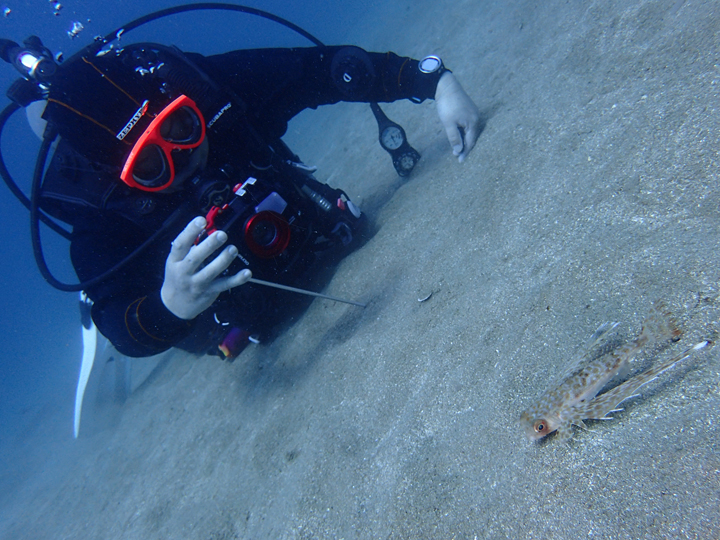 透明度抜群の黄金崎でダイビング！（２ビーチガイド付き） マリンスポーツ アクティビティ ダイビング ダイバー 体験 海 魚