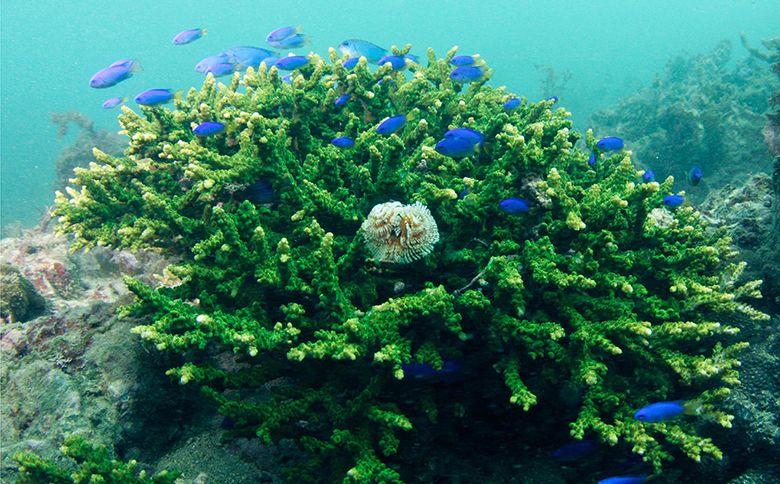 のんびり２ボートダイビング（フルレンタルパック）