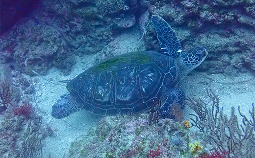 西伊豆安良里2ボートダイビング(フルレンタル器材・昼食込み)