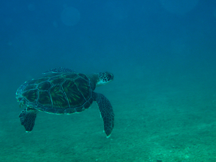絶景ビーチで初めてのスキューバダイビング体験！☆写真無料プレゼント☆（黄金崎公園） マリンスポーツ アクティビティ ダイバー 体験 伊豆 海
