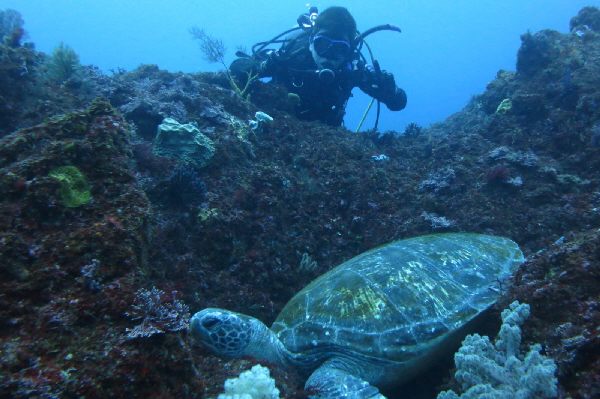 西伊豆 堂ヶ島の海でファンダイビング！２ボートダイブ！ マリンスポーツ アクティビティ マリンアクティビティ ダイビング ダイバー 堂ヶ島 海 体験 魚