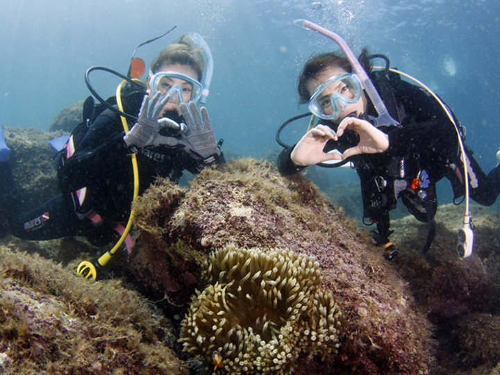 透明度抜群の黄金崎でダイビング！（２ビーチガイド付き） マリンスポーツ アクティビティ ダイビング ダイバー 体験 海 魚