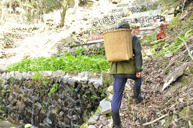 【世界農業遺産認定】西伊豆町の本わさび（岡原わさび） 天城山 清流 わさび お刺身 さしみ ステーキ 薬味 わさび丼 冷蔵 伊豆 ギフト お歳暮 お中元