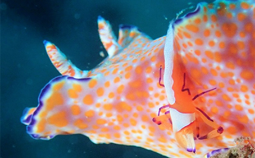 西伊豆黄金崎2ビーチダイビング(フルレンタル器材・昼食込み)