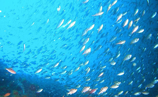 田子シーランドの「ＰＡＤＩオープンウォーターダイバーライセンス2名で講習！（宿泊・朝・夕食付き）」 ダイビング ペア 取得 西海岸 伊豆 マリンアクティビティ マリンスポーツ