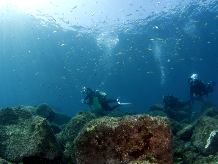 透明度抜群の黄金崎でダイビング！（２ビーチガイド付き） マリンスポーツ アクティビティ ダイビング ダイバー 体験 海 魚