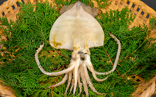 藤文の「にっぽんの干物セット」 あじ 金目鯛 いか さば ひもの 一夜干し 冷凍 静岡 伊豆 ギフト 御歳暮 御中元