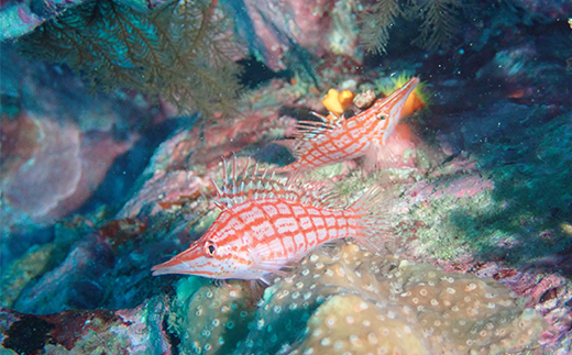 西伊豆安良里2ボートダイビング(フルレンタル器材・昼食込み)