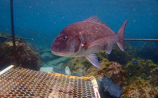 2日間でダイバーデビュー！宿泊、昼食付でライセンス取得