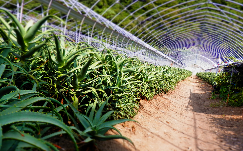 ササキアロエの「アロエの心100　3パックセット」 キダチアロエ100％ 100％ 粒タイプ タブレット 伊豆