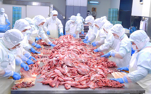 選べる内容量！ 藤文の「お手ごろ金目鯛煮付　ライト　3本」 時短 煮付け セット 魚料理 姿煮  選べるギフト 御中元 御歳暮 伊豆 3本