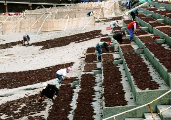 かんてんらーめん（10本セット） ラーメン らーめん 鶏ガラ醤油スープ 常温 伊豆 ギフト お歳暮 お中元