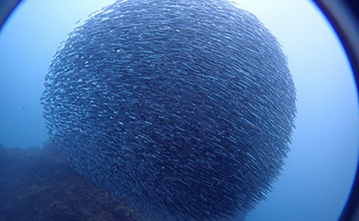 【６５歳以下限定】田子シーランドの「ファンダイビング・２ボート（現地サービス店）」 体験 西海岸 伊豆 ライセンス 保持者限定 マリンアクティビティ マリンスポーツ