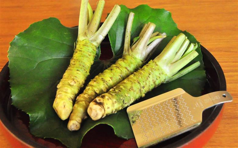 【世界農業遺産認定】西伊豆町の本わさび・おろし金セット（岡原わさび） 天城山 清流 サメ吉 お刺身 さしみ ステーキ 薬味 冷蔵 伊豆 ギフト お歳暮 お中元