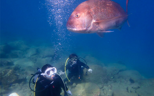 西伊豆黄金崎2ビーチダイビング(フルレンタル器材・昼食込み)