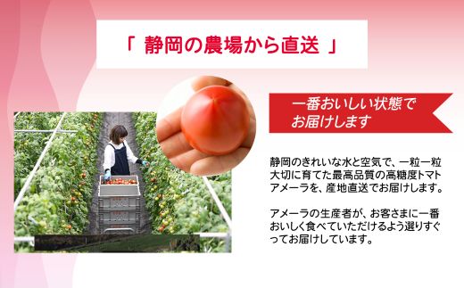 2B4アメーラトマト