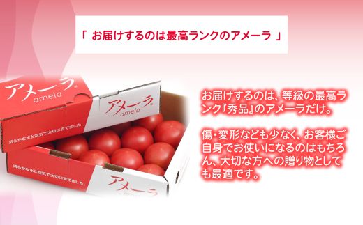 2B4アメーラトマト