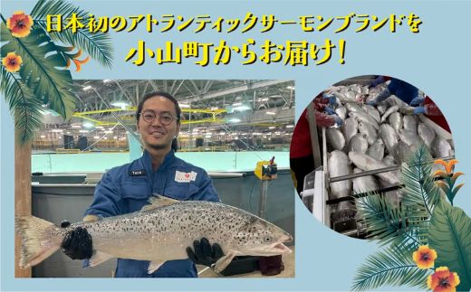 日本初 完全陸上養殖 静岡県小山町産 アトランティックサーモン 冷凍 ポキ丼（ 食べ比べ セット 約160g / 約130g × 1パック × 4つの味 ）