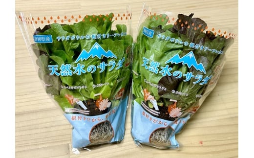 4A3天然水のサラダ（根付きリーフレタス）