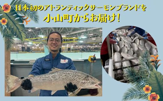 日本初 完全陸上養殖 静岡県小山町産 アトランティックサーモン 冷凍 ポキ丼 （ 約160g × 4パック ）コク旨ごまだれ