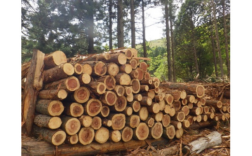 1B14「きこりの薪」C富士山セット 針葉樹と広葉樹