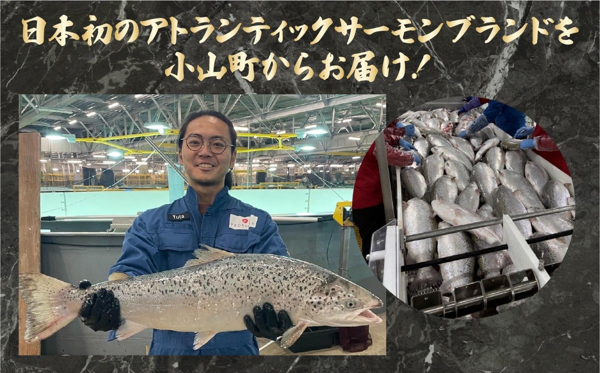 国産 小山町産 アトランティックサーモン 冷凍 スモークサーモン 冷燻・グラブラックス 食べ比べセット80g×4パック×2つの味