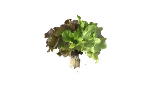 4A3天然水のサラダ（根付きリーフレタス）