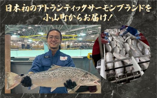 国産 小山町産 アトランティックサーモン 冷凍 スモークサーモン 冷燻・グラブラックス 食べ比べセット80g×8パック×2つの味