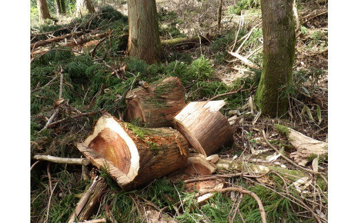 1B14「きこりの薪」C富士山セット 針葉樹と広葉樹