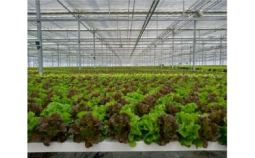 4A3天然水のサラダ（根付きリーフレタス）