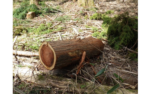 1B14「きこりの薪」C富士山セット 針葉樹と広葉樹