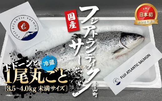 日本初 完全陸上養殖 フジアトランティックサーモン 冷蔵 1尾丸ごと（ 3.5～4.0kg未満サイズ ）