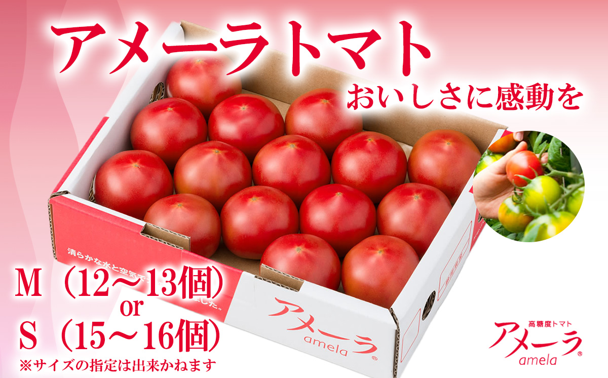 2B4アメーラトマト