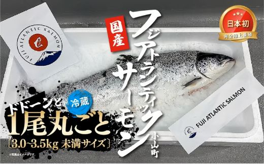 H17フジアトランティックサーモン（１尾3.0～3.5kg未満）セミドレス