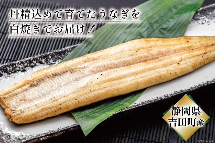 うなぎ 国産 静岡 うなぎ白焼 150g 以上× 2尾 タレ 山椒 付き [大井川うなぎ 静岡県 吉田町 22424463] 鰻 ウナギ 白焼き 白焼 鰻白焼き 真空パック 静岡県産