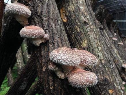 肉厚　原木栽培生しいたけ（900g）