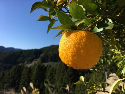 KAGYA JAPAN　エッセンシャルオイル【YUZU】（5ml×３本セット）