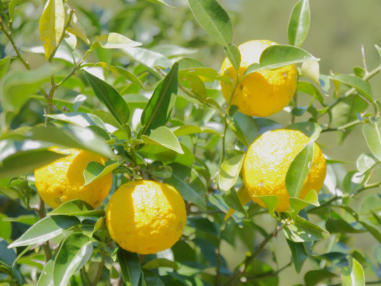 ゆずジェラート（90mlカップ×6個）