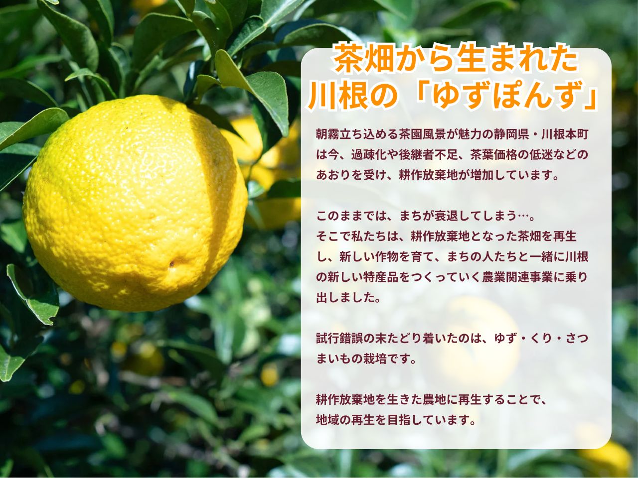 茶畑から生まれた 川根の「ゆずぽんず」
