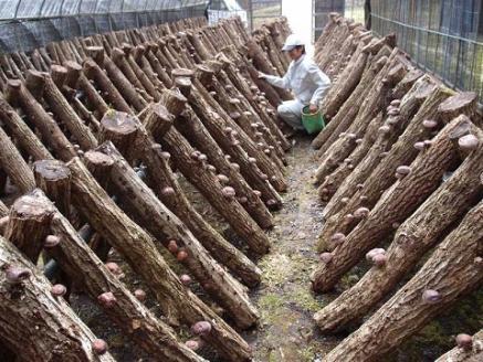 肉厚　原木栽培生しいたけ（1.8kg）