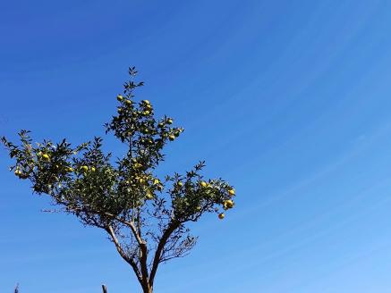 KAGYA JAPAN　エッセンシャルオイル【YUZU】（5ml×３本セット）