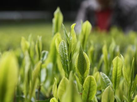 生粋川根茶澤本園 ふるさとありがとう23