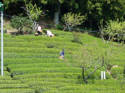 生粋川根茶澤本園 ふるさとありがとう24