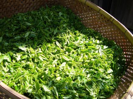 生粋川根茶澤本園 ふるさとありがとう26