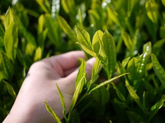 特上煎茶　川根茶「川根の誉」セット　100g×３袋
